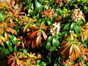 Ozdobą tych zimozielonych krzewów jest również zmienna barwa liści - na zdjęciu młode przyrosty jednej z odmian pierisa.