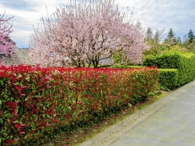 Pieris