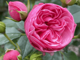 ‘The Matador®’ (Lise Nørgård) hodowczyni: Rosa Eskelund