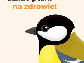 Ponad połowa Polaków dokarmia ptaki. Kampania “Dokarmiamy. Na zdrowie!” edukuje, jak robić to właściwie