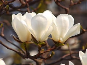 Magnolia naga jest 10-15-metrowym drzewem. Kwiaty pachnące cytryną ukazują się w kwietniu. W młodym wieku może przemarzać.