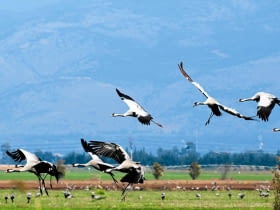 ŻURAWIE lecą w kluczach lub skośnych szeregach, wydając donośny głos zwany klangorem.