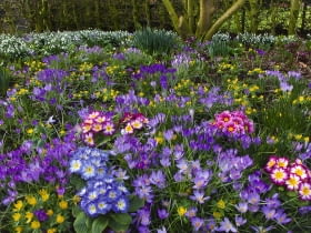 ]Spring Crocus Aconites Polyanthus and snowdrops flowering in Garden Setting Norfolk, February