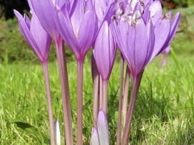 Zimowit jesienny, podobnie jak krokus, najpiękniej prezentuje się na trawniku