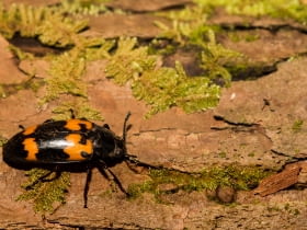 Grabarz żółtoczarny (Nicrophorus vespilloides)