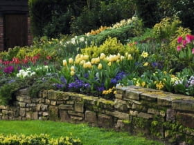 Stone wall with border in the cottage garden planted with yellow Tulipa 'Sweetheart', Narcissus and blue Viola.