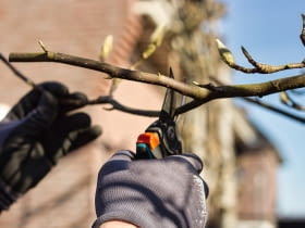 Przycinanie magnolii