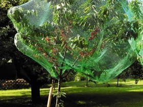Germany, View of cherry tree covered with net