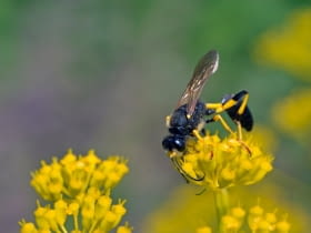 Gliniarz naścienny (Sceliphron destillatorium)