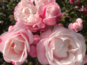 Róża ‘Zelmani’s Dream®’ hod. W. Kordes’ Söhne 2024