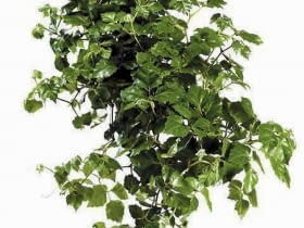 04.08.2009 WARSZAWA , DLA CZASOPISMA KWIETNIK CISSUS ROMBOILISTNY ( RHOICISSUS RHOMBOIDEA ) - ROSLINA DONICZKOWA ARANZACJA ANETA KOSIBA FOT. ARKADIUSZ SCICHOCKI / AGENCJA GAZETA PUBLIKACJA KWIETNIK NR 10 (178) - 10 2009 SLOWA KLUCZOWE: ROSLINA ZDJĘCIE DO WKŁADKI: PUBLIKACJA KWIETNIK NR 10 (178) - CZASOPISMA