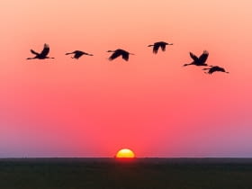 Jesienna migracja ptaków