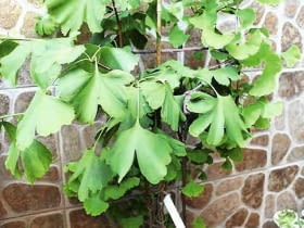 Miłorząb o dziwnie dużych liściach