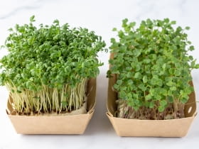 Rzerzucha na wielkanoc