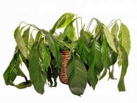 Zalany egzemplarz skrzydłokwiatu więdnie i wygląda, jakby został przesuszony.