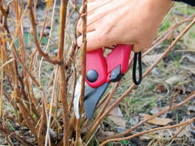Hortensja drzewiasta Anabelle wymaga odmładzania - robi się to wiosną.