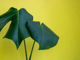 monstera nie ma dziur