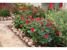 Róża ‘ZEPETI®’ syn. Meibenbino hod. Meilland