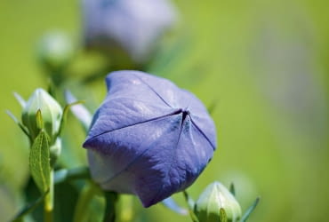 Pąki, najpierw skierowane w górę, przed pękaniem nieco się pochylają.