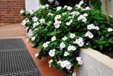 'Mediterranean Polka Dot' wznosi pędy tylko do 5 cm, ale rozkłada je lub zwiesza, tworząc poduchy o śr. do 70 cm. Podobny typ wzrostu mają inne odmiany serii Mediterranean.