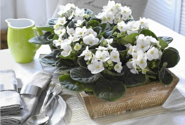 Wei?e Usambaraveilchen in rustikaler Kiste SLOWA KLUCZOWE: Holzkiste Holzkisten Saint Paulia Streichelweiche Zimmerpflanzen Topfpflanze Topfpflanzen Usambaraveilchen Wei?e Bl´ten Zimmerpflanze Zimmerpflanzen rustikal wei? <bertopf <bert^pfe Querformat