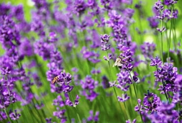 Lawenda wąskolistna (Lavandula angustifolia)