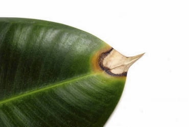 Liść fikusa. Choroby kwiatów doniczkowych