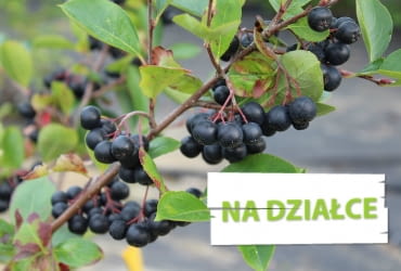 Aronia czarna
