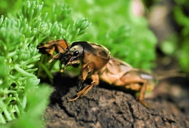 Turkuć podjadek jest dużym owadem. Jego ciało osiąga długość ok. 6 cm