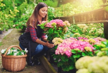 Przesadzanie hortensji