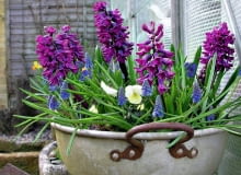 ROŚLINY BALKONOWE. Hiacynty, szafirki i bratki rozweselają szary wczesnowiosenny balkon.