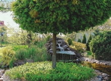 'GLOBOSUM' - odmiana do małych ogrodów, bywa szczepiona na różnych wysokościach. 'GLOBOSUM' - odmiana do małych ogrodów, bywa szczepiona na różnych wysokościach.