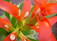 Guzmania zbliżenie kwiatostanu. W kątach pomarańczowych podkwiatków widać drobne kwiaty właściwe. guzmania