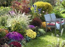 jesienna rabata/ roczna licencja Herbstbeet mit Chrysanthemum v.r. : 'Zelos' 'Kilo' 'Kiroul' 'Lara' 'Kifix' 'Kipli' ( Herbstchrysanthemen ), Pennisetum 'Sky Rocket' ( Federborstengras ), Hypericum ( Johanniskraut ), Imperata 'Red Baron' ( Japanisches Rotgras ), Aconitum ( Eisenhut ), Heucherella ( Purpurgl^ckchen ), Holzbank SLOWA KLUCZOWE: msgnp11 000 Herbst quer draussen Beet Garten Stauden Gr ser Geh^lze Herbstf rbung gelb rosa Farbe rot orange Farbe rotbl ttrig Blattschmuck Sitzpl tze