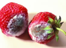 W przypadku truskawek pleśń rozwija się błyskawicznie. Wyraźnie widać plamy pokryte pylącym nalotem. W przypadku truskawek pleśń rozwija się błyskawicznie. Wyraźnie widać plamy pokryte pylącym nalotem.