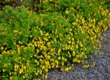 Pragnia syberyjska Pragnia syberyjska