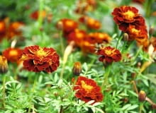 Aksamitka (Tagetes) Aksamitka (Tagetes)