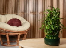 Lucky Bamboo Lucky Bamboo