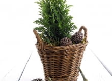 CHOINKĘ rosnącą w doniczce i przeznaczoną do posadzenia wiosną w ogrodzie należy trzymać w chłodzie i regularnie podlewać CHOINKĘ rosnącą w doniczce i przeznaczoną do posadzenia wiosną w ogrodzie należy trzymać w chłodzie i regularnie podlewać