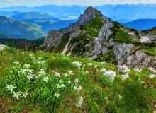 W naturze szarotka rośnie wśród wapiennych skał, tworząc szerokie kępy, takie jak ta na zdjęciu zrobionym w Alpach Julijskich na terenie Słowenii. W naturze szarotka rośnie wśród wapiennych skał, tworząc szerokie kępy, takie jak ta na zdjęciu zrobionym w Alpach Julijskich na terenie Słowenii.