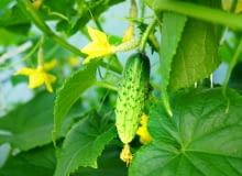 Marzec - sezon na ogórki czas zacząć Marzec - sezon na ogórki czas zacząć