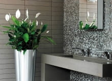 SKRZYDŁOKWIAT potrzebuje światła rozproszonego i stale wilgotnego podłoża. SKRZYDŁOKWIAT potrzebuje światła rozproszonego i stale wilgotnego podłoża.