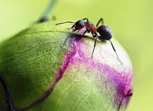 Mrówki na pąkach peonii nie są niczym groźnym, jeśli na roślinie nie pojawiły się także mszyce - prawdziwe szkodniki, które wysysają soki z roślin