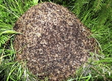 MRÓWKI przeszkadzają roślinom w specyficzny sposób - obsypują je ziemią, budując kopczyki. Mogą też podkopać roślinę i narazić ją na wyschnięcie MRÓWKI przeszkadzają roślinom w specyficzny sposób - obsypują je ziemią, budując kopczyki. Mogą też podkopać roślinę i narazić ją na wyschnięcie