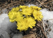 Miłek amurski Miłek amurski