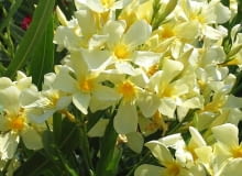 22.06.2003 WLOCHY GENUA KRZEWY LISCIASTE KWIATY OZDOBNE ROSLINY DONICZKOWE OLEANDER KWIATY ODMIANY