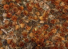 Ściółka z szyszek