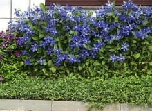 Powojniki bylinowe rozrastają się bujnie, tworząc kolorową gęstwinę. Na zdjęciu: Clematis x durandii