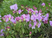 Rhododendron cv. SLOWA KLUCZOWE: Ostrość Wysoka jakość różaneczniki Polska mazowieckie Pruszków 3-5 PCK