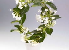 Stefanotis Bukietowy. To piękne pnącze wymaga dużo światła i świeżego powietrza, ale źle znosi bezpośrednie nasłonecznienie. Intensywnie pachnące białe kwiaty rozwijają się od maja do sierpnia.